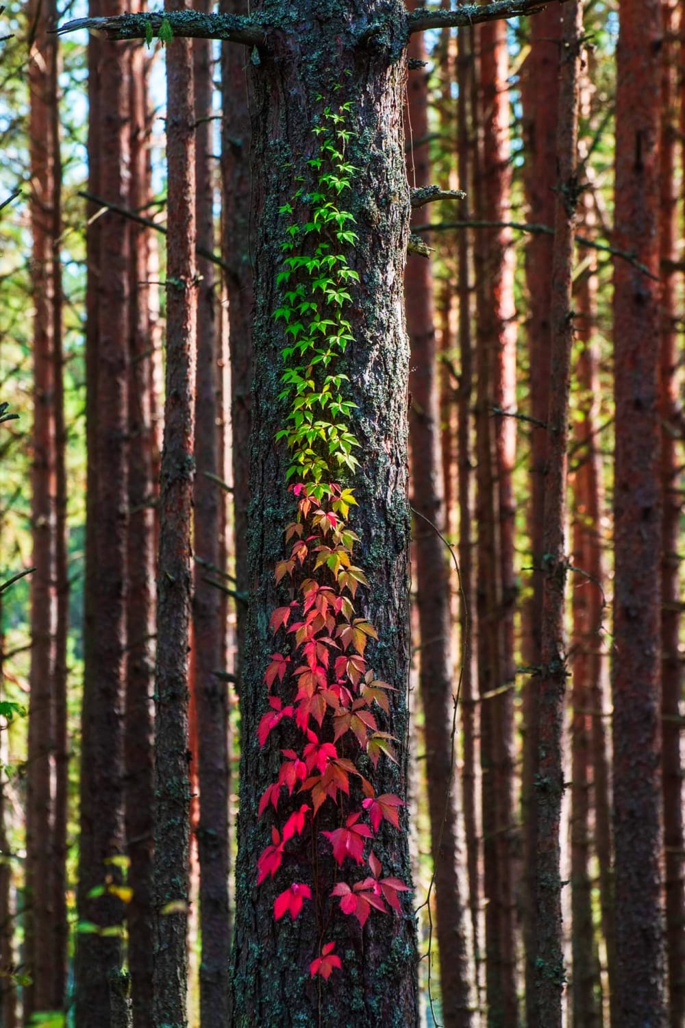 Autumn in Estonia.