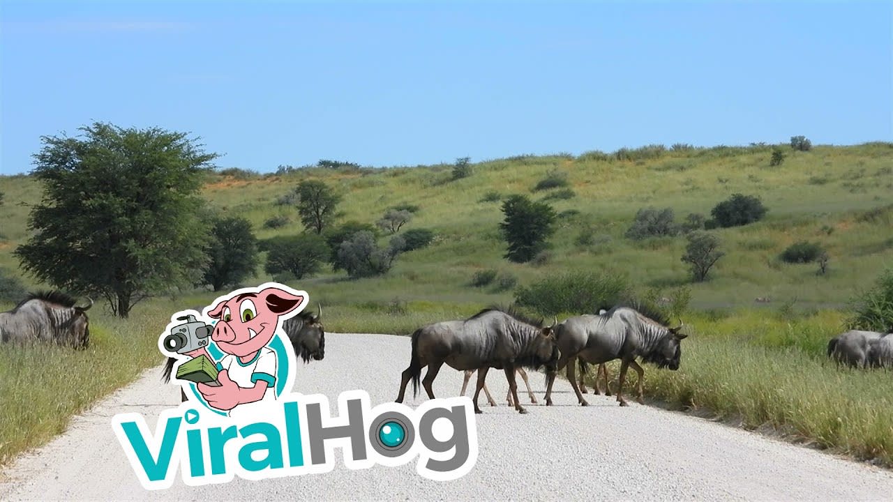 Blue Wildebeest Herd Crossing the Road || ViralHog