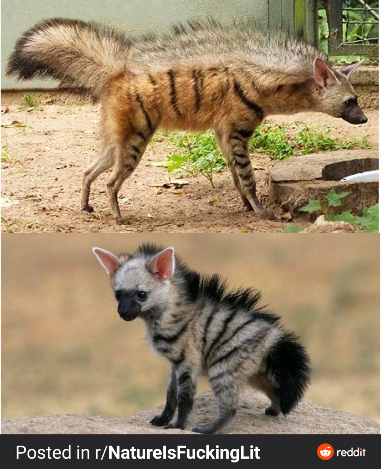 The Aardwolf is in the same family as the hyenas. They eat insects, (mainly termites). One aardwolf can eat about 250,000 termites during a single night using its sticky tongue!