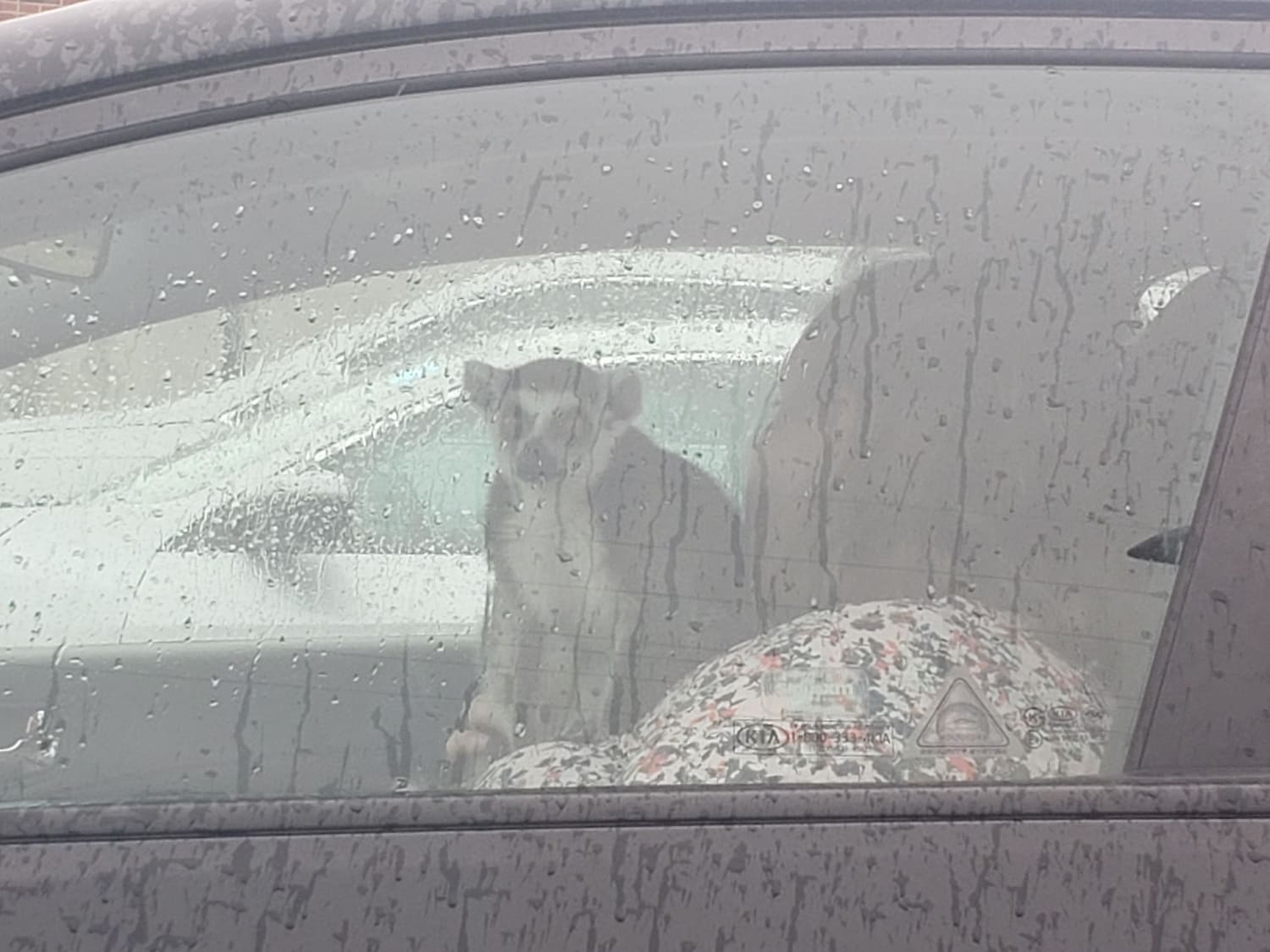 I was waiting for an appointment yesterday when I happened to look over and notice there was a lemur in the car parked next to me