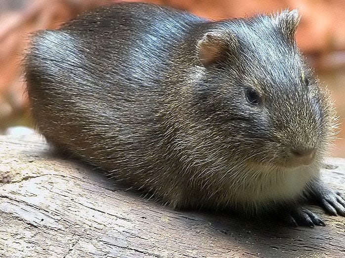 Brazilian guinea pig, closely related to the domesticated guinea pig, can be found in savannah and disturbed habitats across much of South America. The two species have been bred together, but many of the female offspring are infertile.