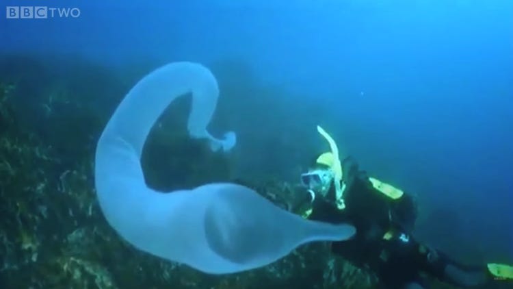 This glowing whale-size, worm-like animal is one of the weirdest things in the ocean