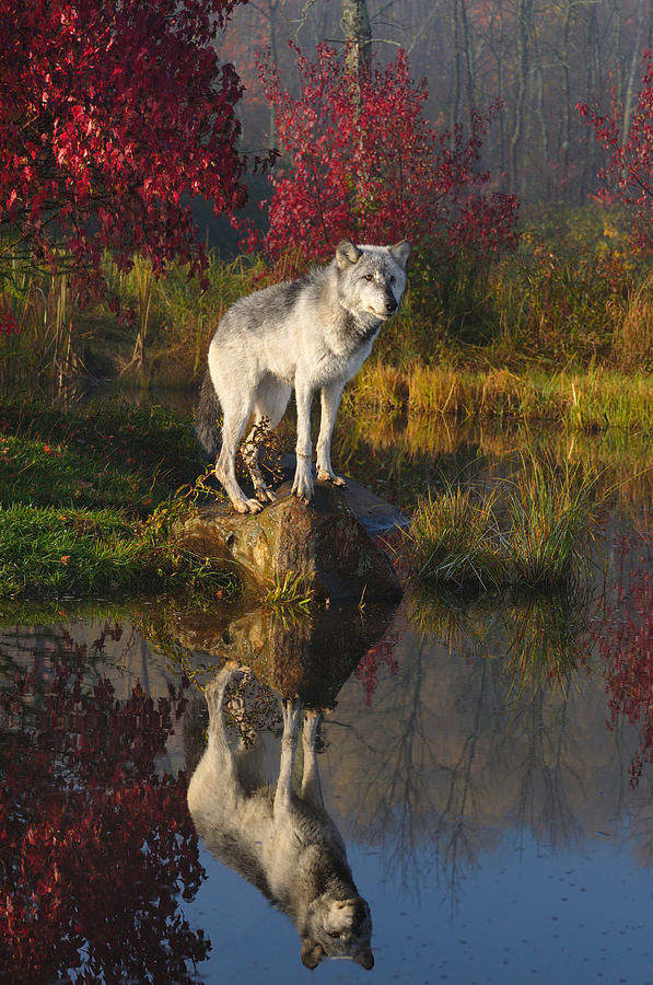 This lone Timber Wolf standing on a rock and reflecting on the dead-calm water at the height of autumn looks like something from game of thrones. Taken by wildlife photographer Reimar Gaertner