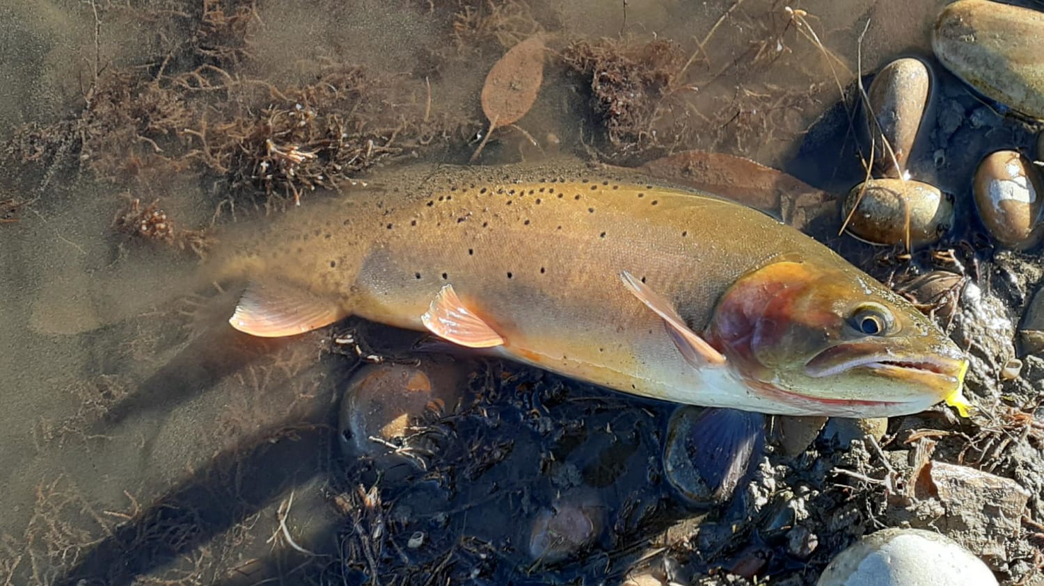 Native Yellowstone Cutthroat on a trout magnet, South Fork Snake River, ID