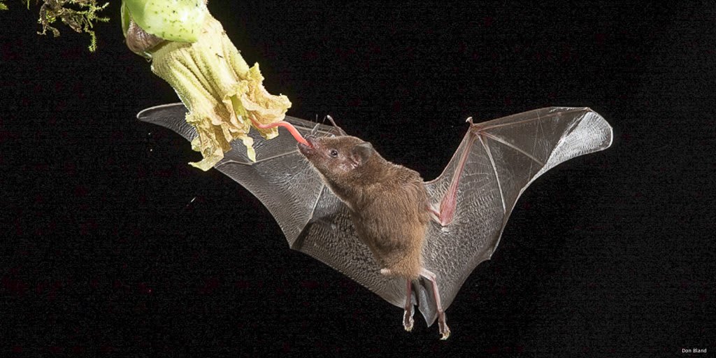 "I was very lucky to have the opportunity to photograph nectar feeding bats [in Costa Rica]. While using a flash trap technique...I was very fortunate to get exactly the image I was looking for when this little bat extended his long tongue." – Don Bland BatAppreciationDay 🦇