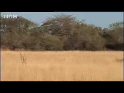 Hyenas vs lion hunters - BBC wildlife