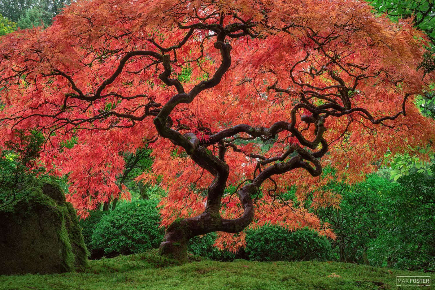 "Medusa" - Japanese Maple in full Autumn Color, Oregon @maxfosterphotography