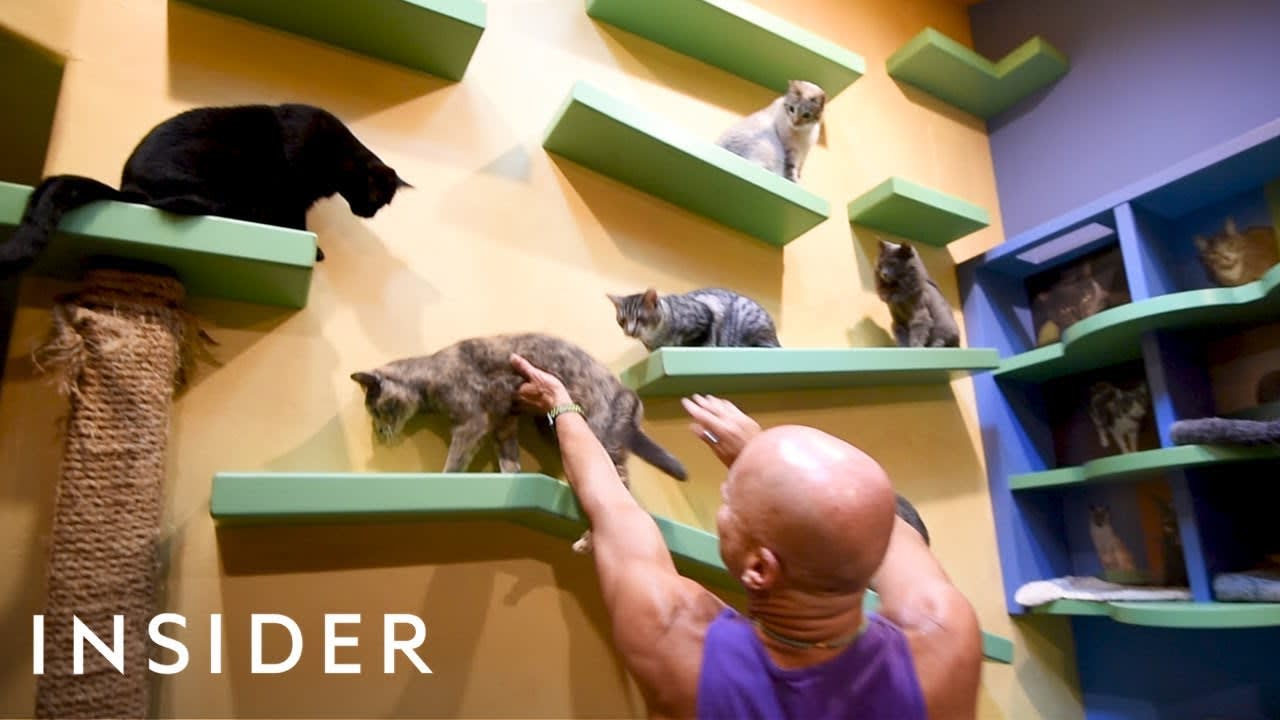 California Home Customized With Playgrounds For 24 Rescue Cats