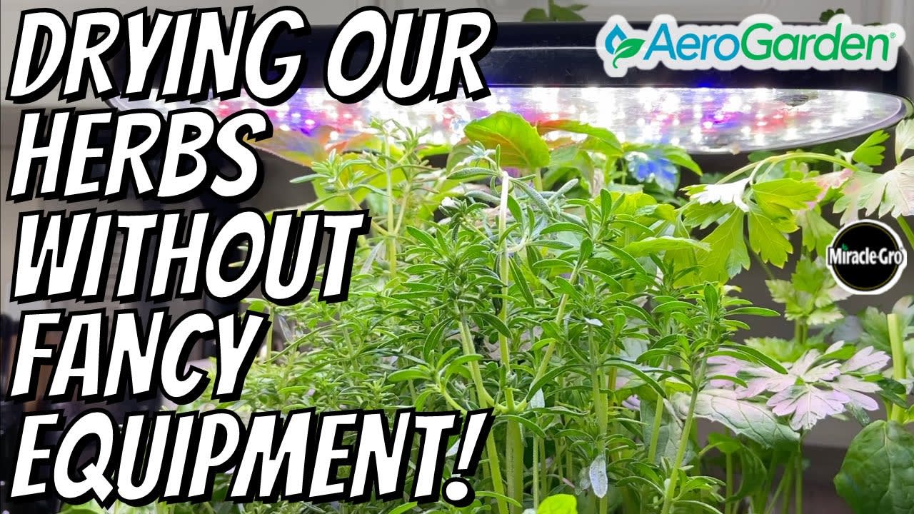 AeroGarden Tour + Harvesting & Drying Herbs in the Oven | Basil, Mint, Parsley, Thyme, & Savory