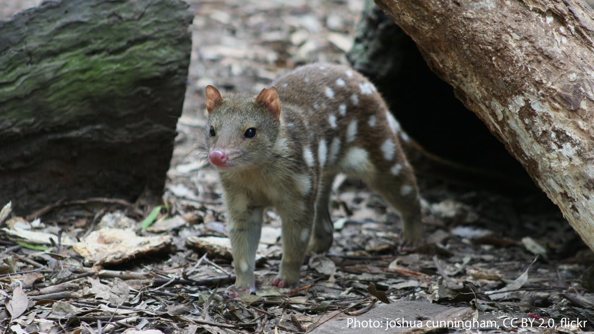 Say “hello” to one fierce marsupial: the spotted-tailed quoll. It's found on the eastern Australian mainland, as well as on the island of Tasmania. When taking out prey it bites down on the head and uses its strong teeth and jaw to deliver a crushing blow.