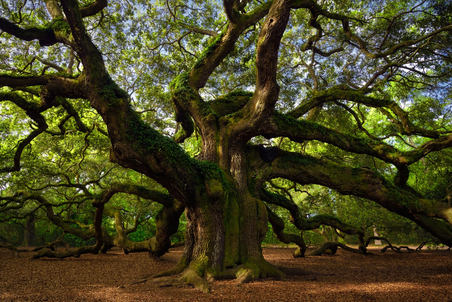 "Angel Oak" (400-500 Years Old) - Charleston, SC