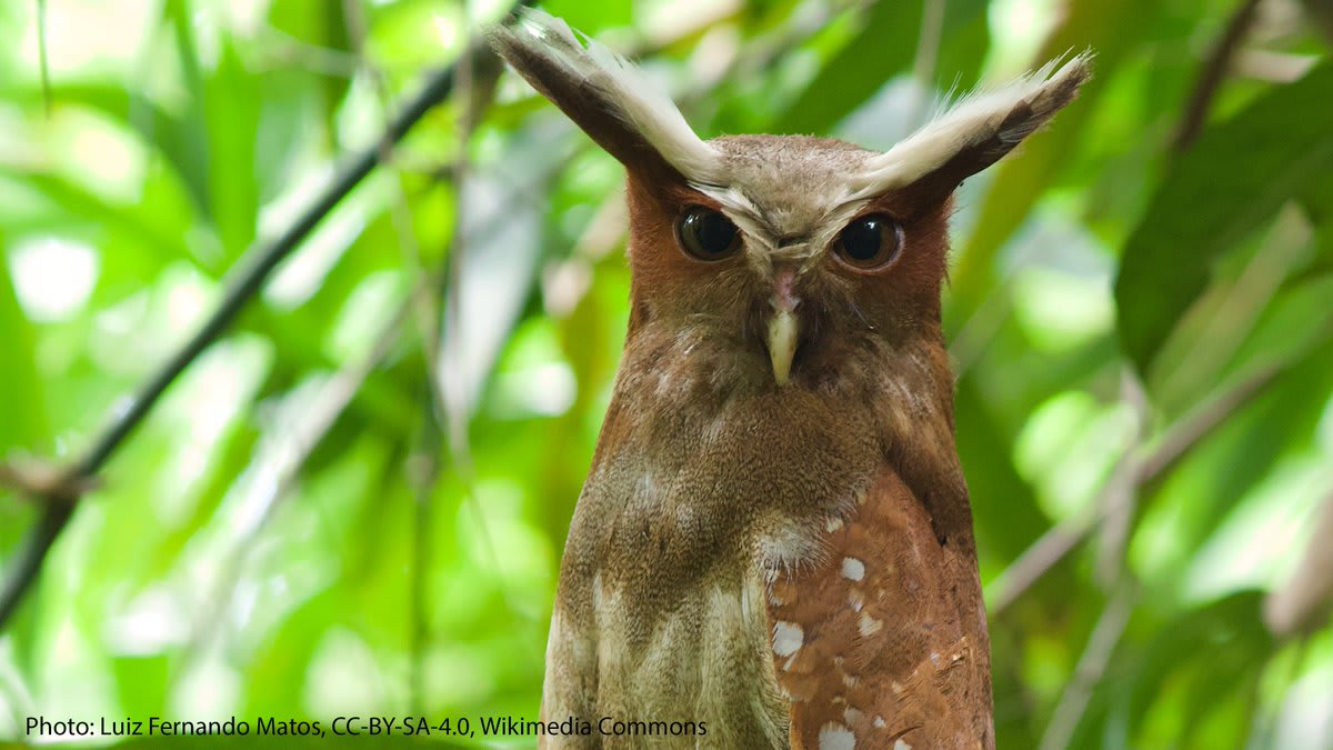 Did somebody say SuperbOwl Sunday? The Crested Owl thought it heard so! You might hear this avian’s deep, undulating, toad-like call in the forests of Central and South America. Its wide range includes parts of Costa Rica, Panama, Peru, and Brazil.🦉