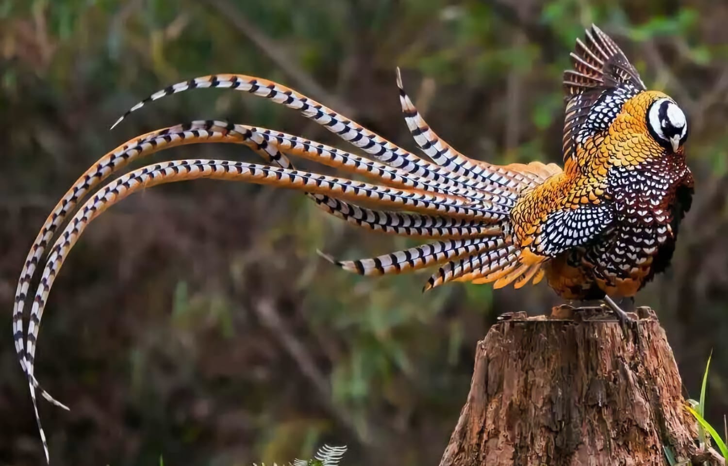 the Reeves's Pheasant of China (by Yuan Yukun)