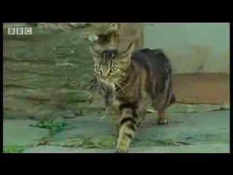Cute baby kittens develop their hunting instinct- BBC wildlife