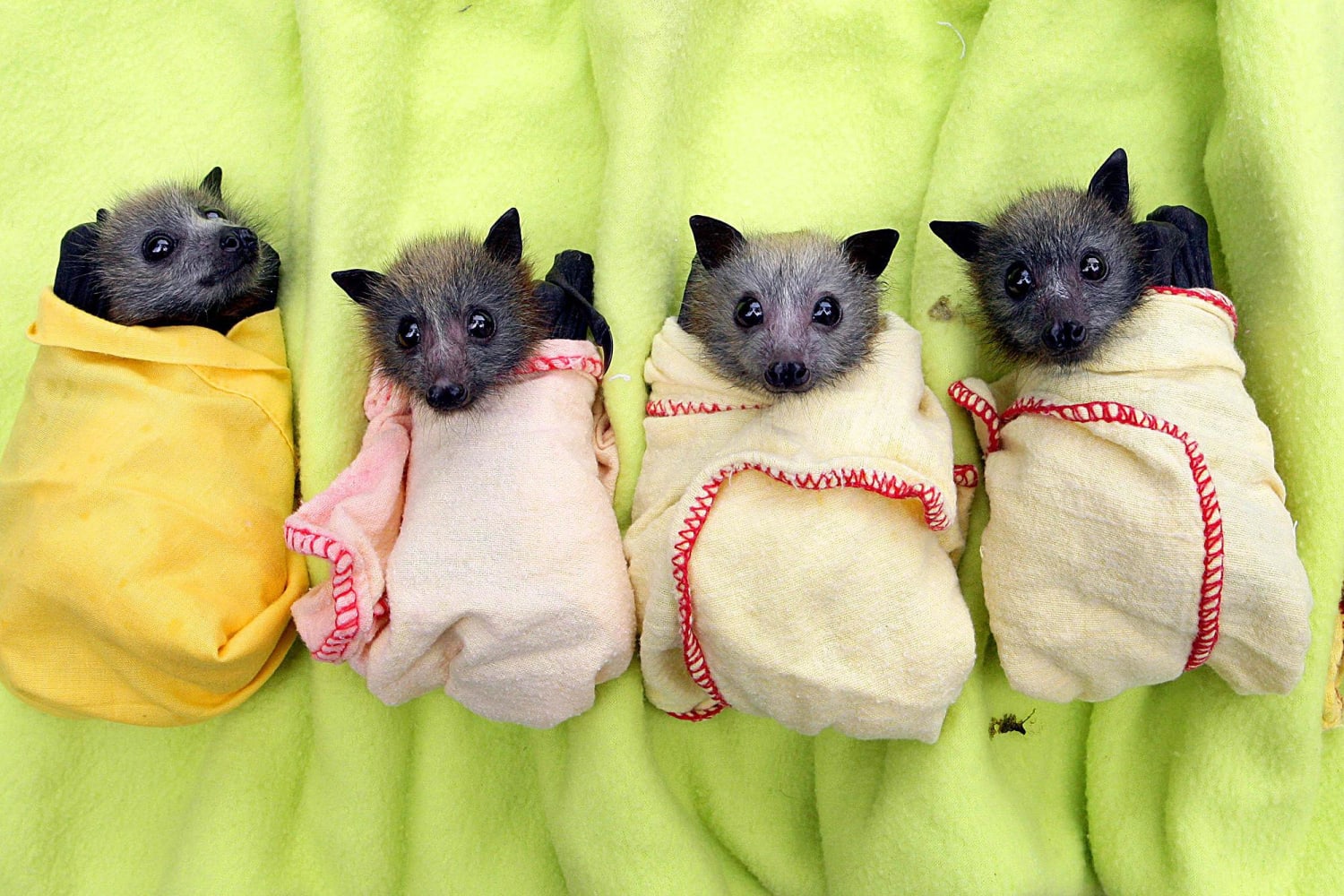 Orphaned baby bats which are rescued are wrapped snugly in blankets to mimic the warm embrace of their mother's wings.