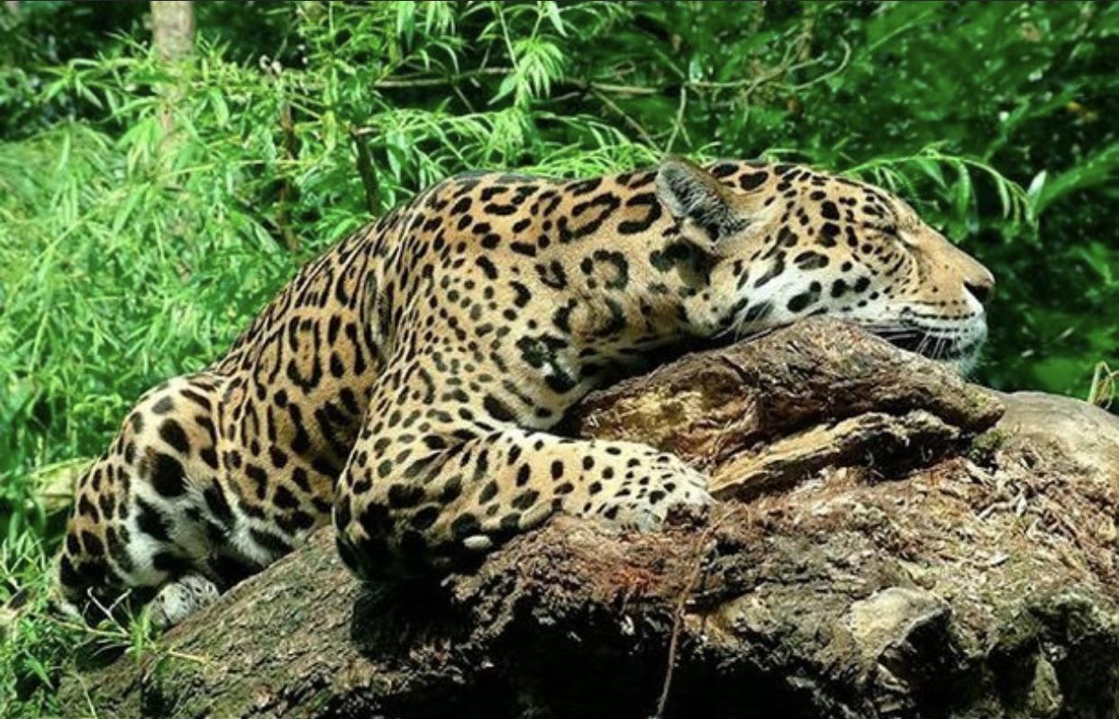 In South America, jaguars seek out the roots of caapi plant and gnaw on them until they start to hallucinate. Jaguars love to get high, and it is widespread and observable in the South American forests.
