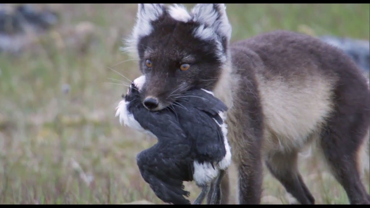 Fox Feasts on Baby Guillemots | Nature's Great Events | BBC