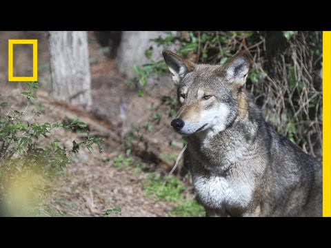 Is It OK to Let These Wolves Go Extinct in the Wild? | National Geographic