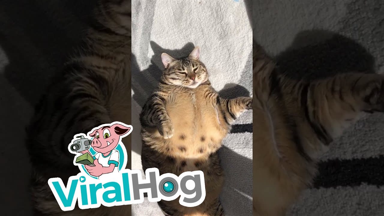 Sefa the Chonky Cat Loves to Sunbathe || ViralHog