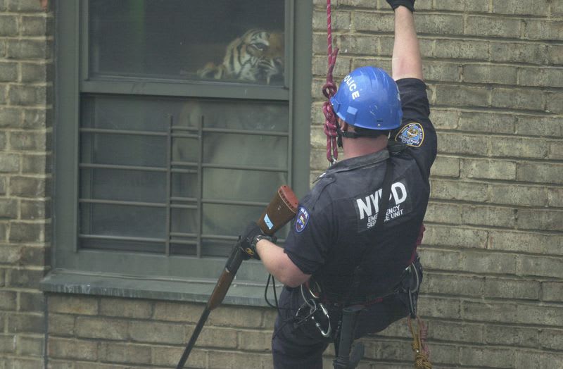 A NYC police officer comes face-to-face with Ming, a 350 lb tiger secretly living in an apartment in Harlem in 2003.