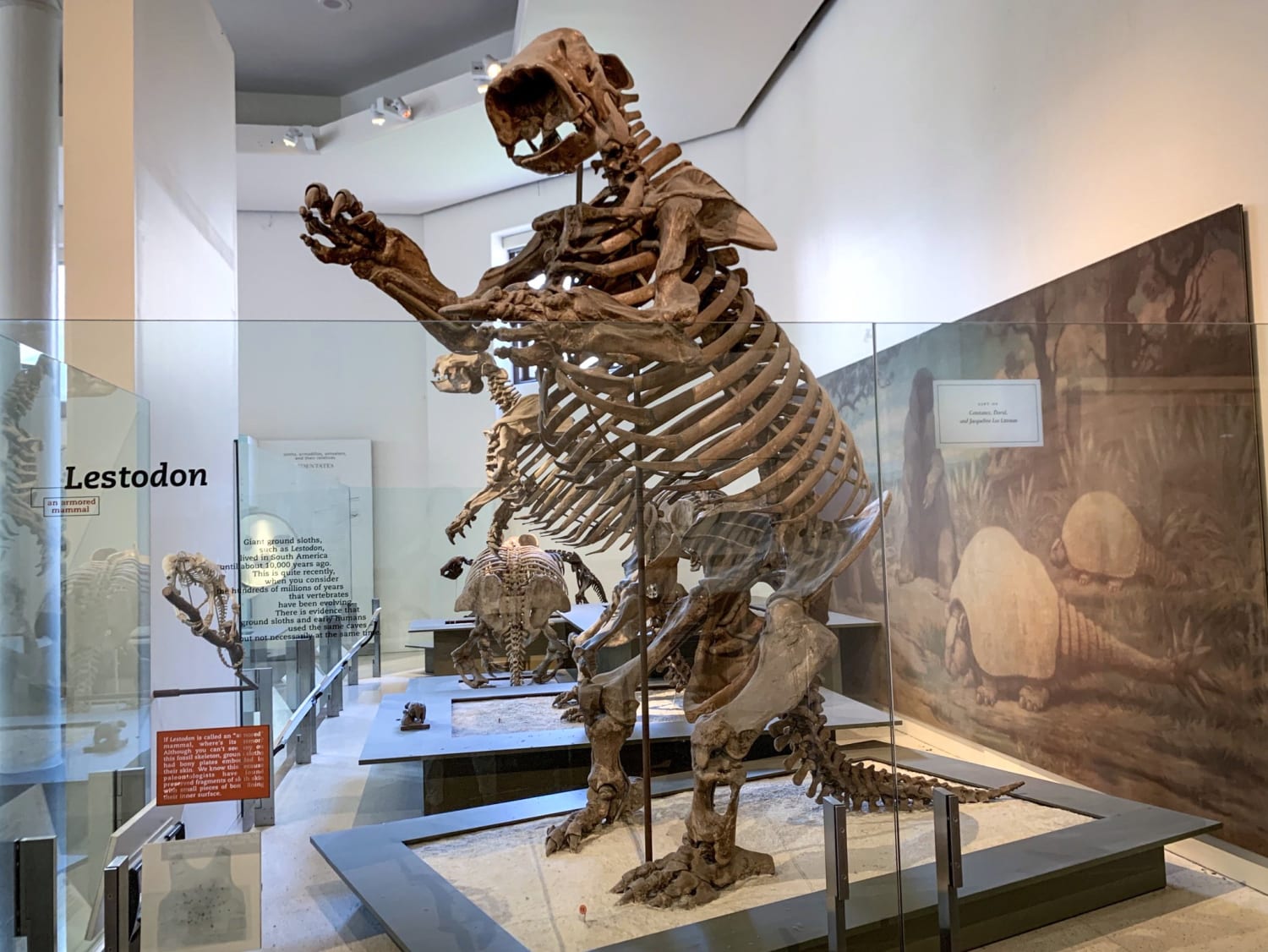 Exhibit of the Day: the giant ground sloth from the Hall of Primitive Mammals. DYK Avocado trees “co-evolved” w/ giant ground sloths & other megafauna in S. America? By eating avocados whole, then pooping them out, they dispersed (& fertilized) avocado pits!
