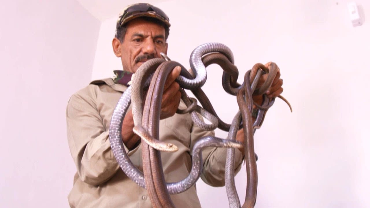 Snake-Lover Lives With “Large Number” of Slithery Reptiles