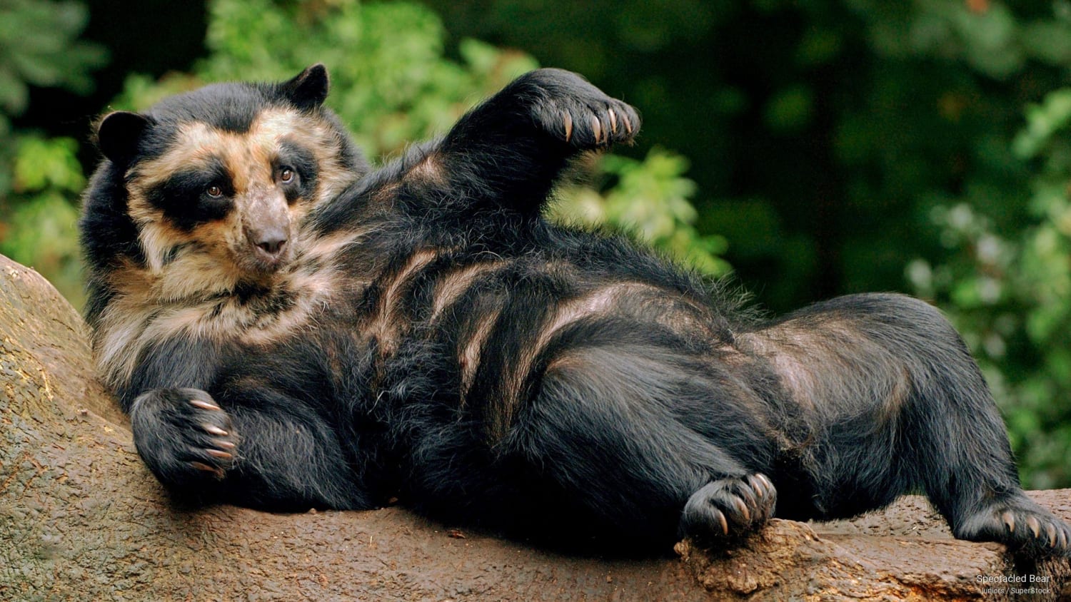 Spectacled Bear, not only is it the only South American Bear but it is the sole surviving member of the Short-Faced Bear group. Despite this, they're relatively small, almost strictly vegetarian and so docile/shy they only fight in self-defense or protecting their cubs with only one known death.