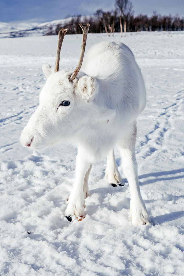 Mads Nordsveen saw this xxtremely rare white baby reindeer while hiking in Norway