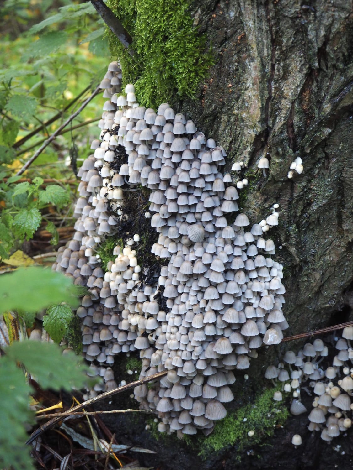 A little village of Fairy inkcaps! Found this weekend in London