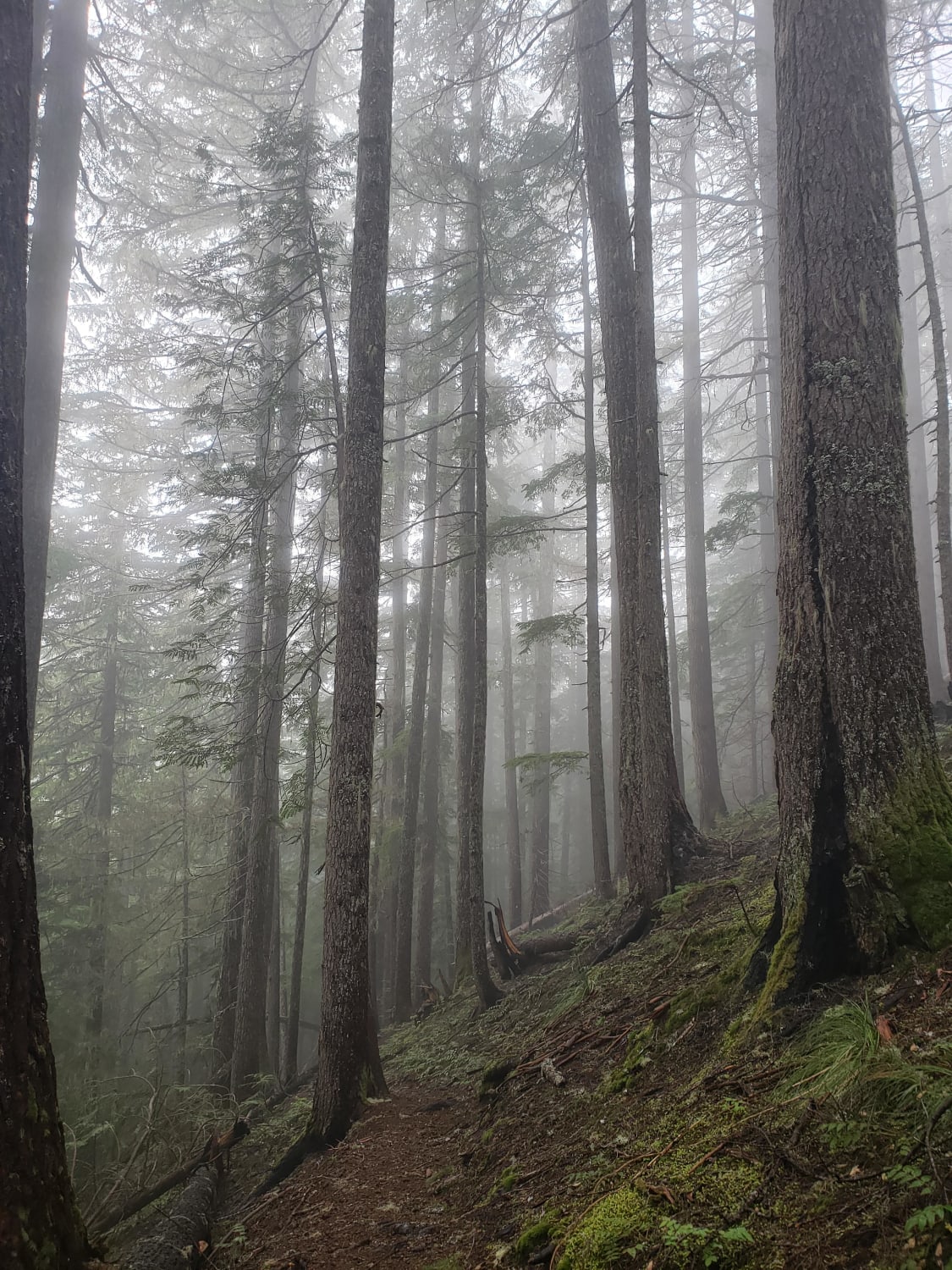 A quintessential Pacific Northwest scene. In the Mt. Baker-Snoqualmie National Forest. A day on the trail with no other person in sight and non-stop rain.