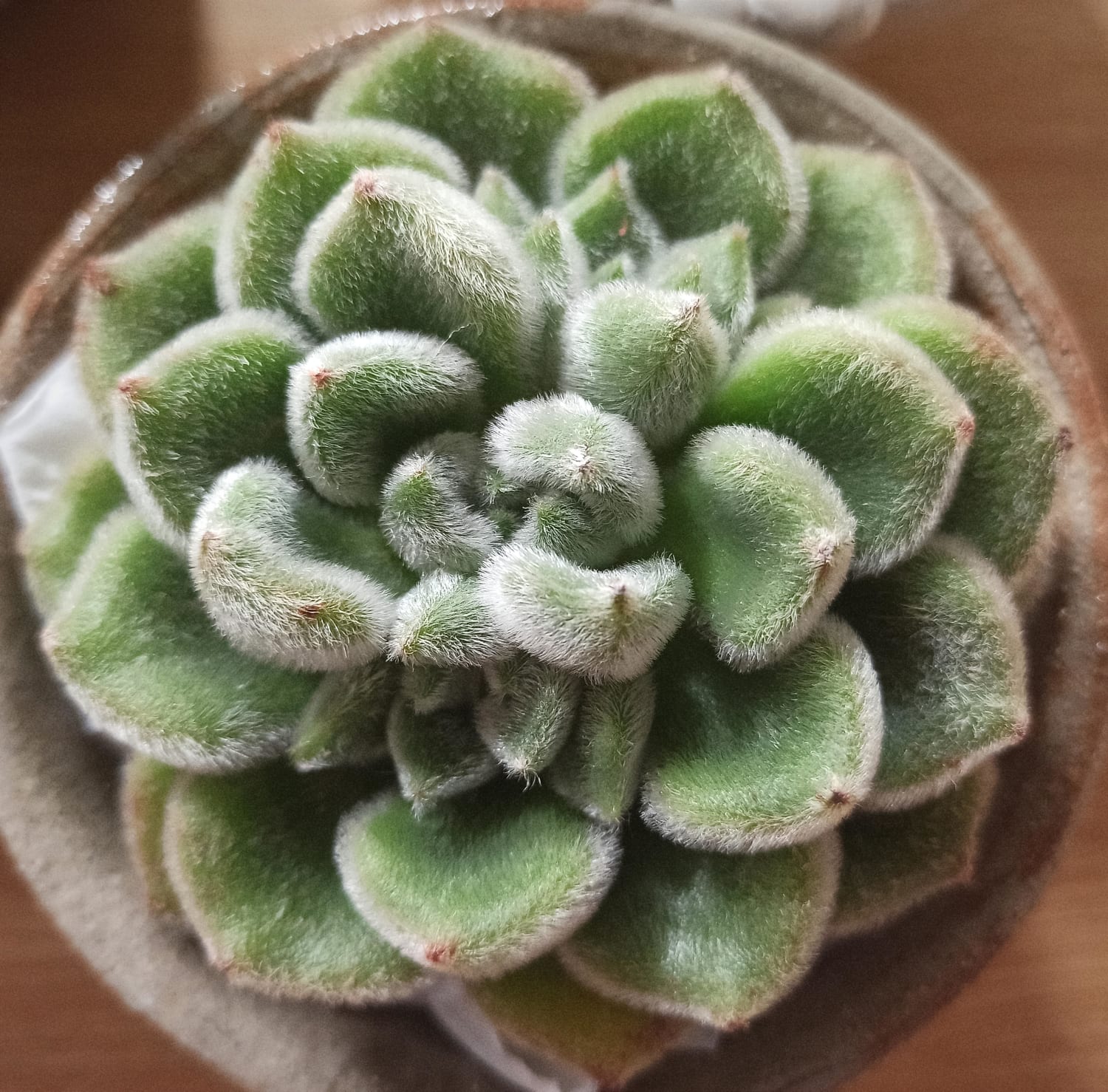Plant mail arrived this morning! ☑️Chubby, ☑️Furry, ☑️Absolutely gorgeous
