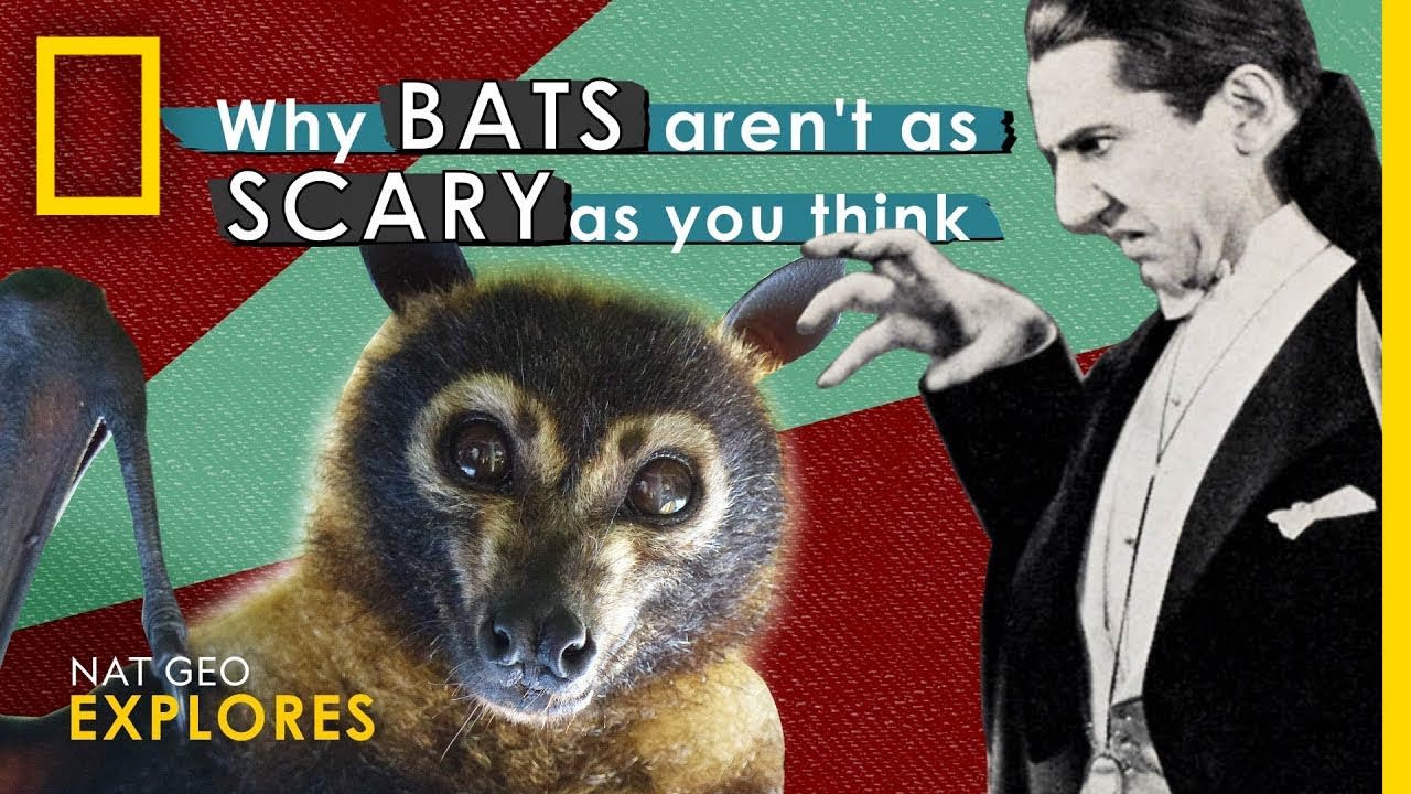 Why Bats Aren't as Scary as You Think | Nat Geo Explores