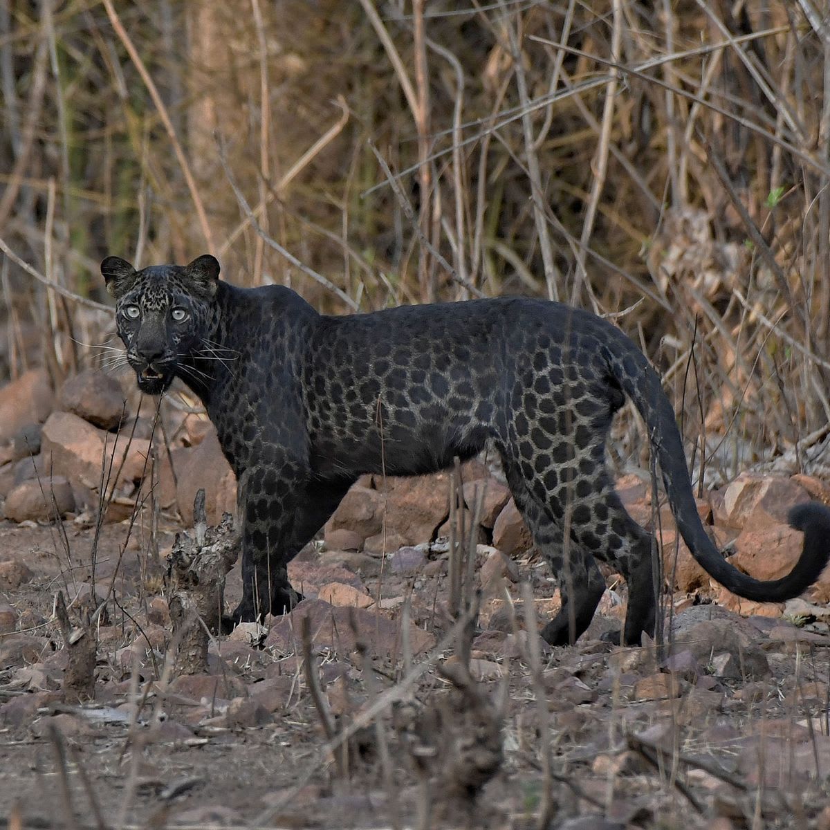This very rare and majestic black leopard spotted in India.