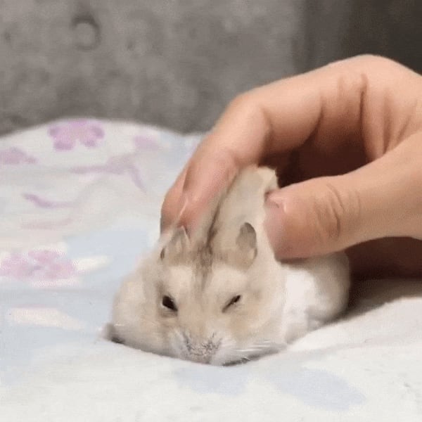 Hamster massage therapy