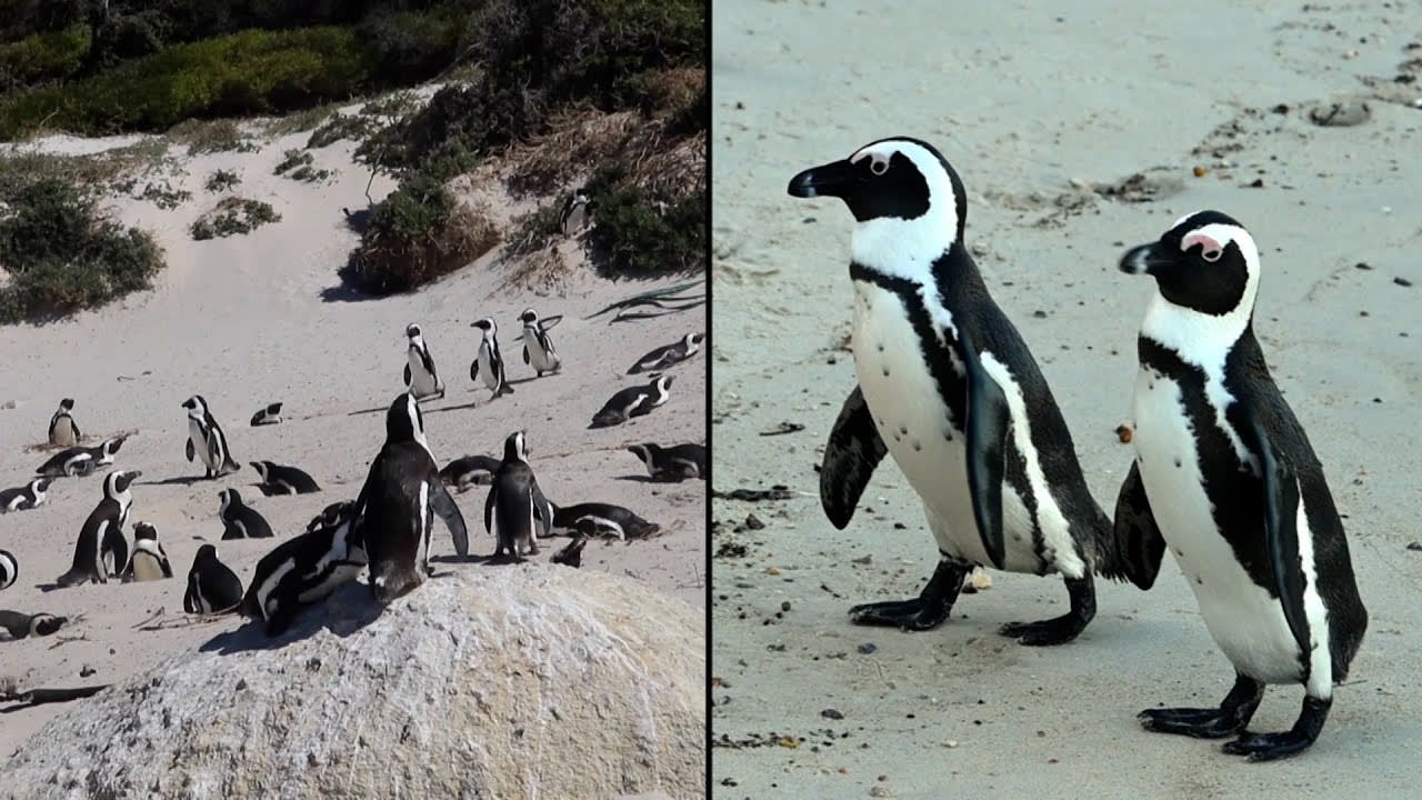 African Penguins May Go Extinct