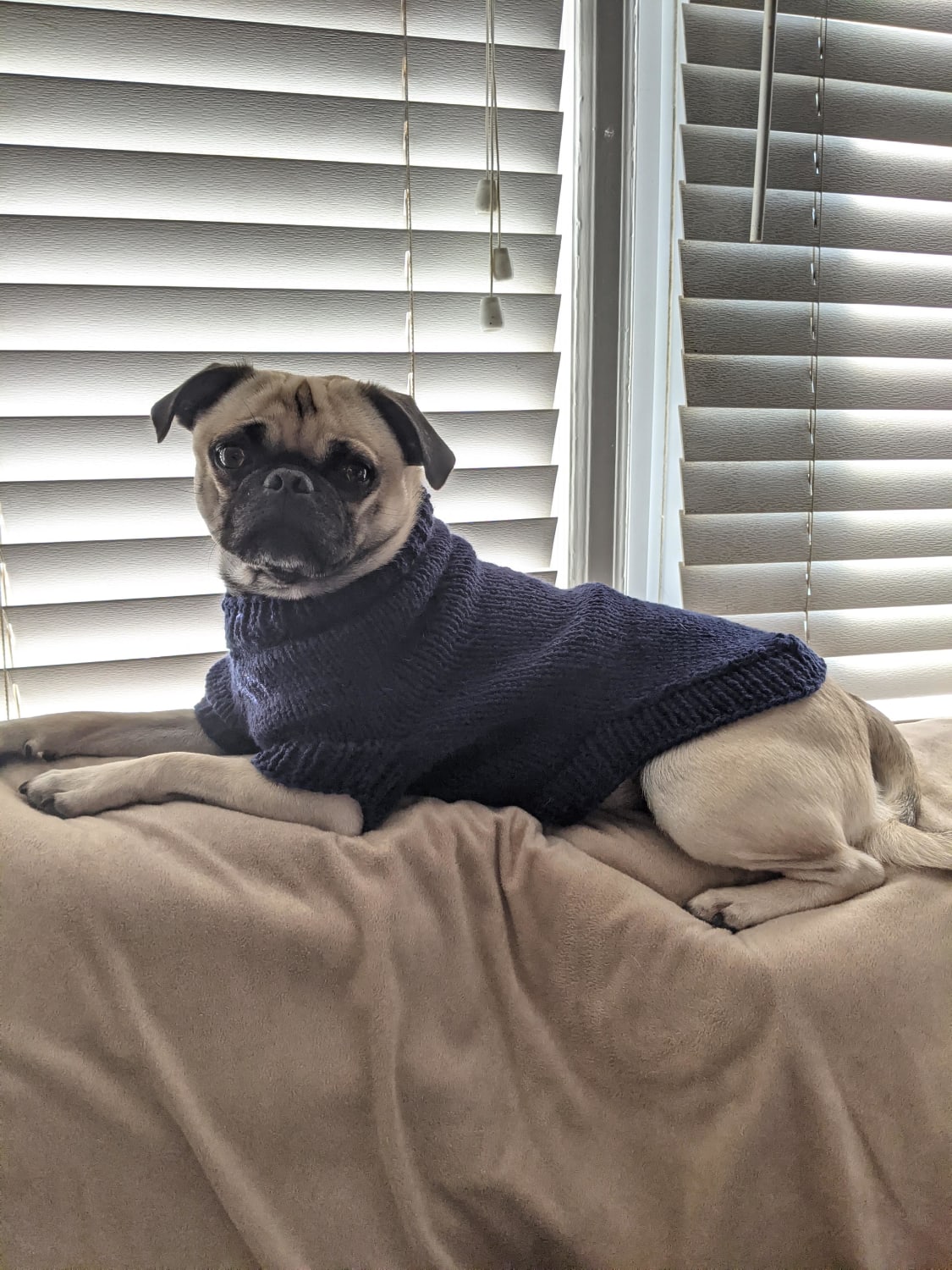 My first "big" project completed - a second attempt on a sweater for my pug Winston!