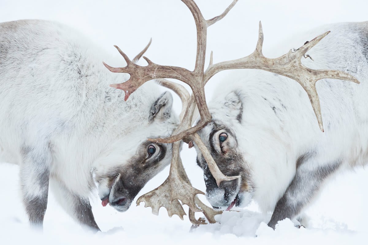 Winners of Wildlife Photographer of the Year 2021 - 12 of this year's winning images, showcasing some of the best in nature photography, produced by the Natural History Museum, London.