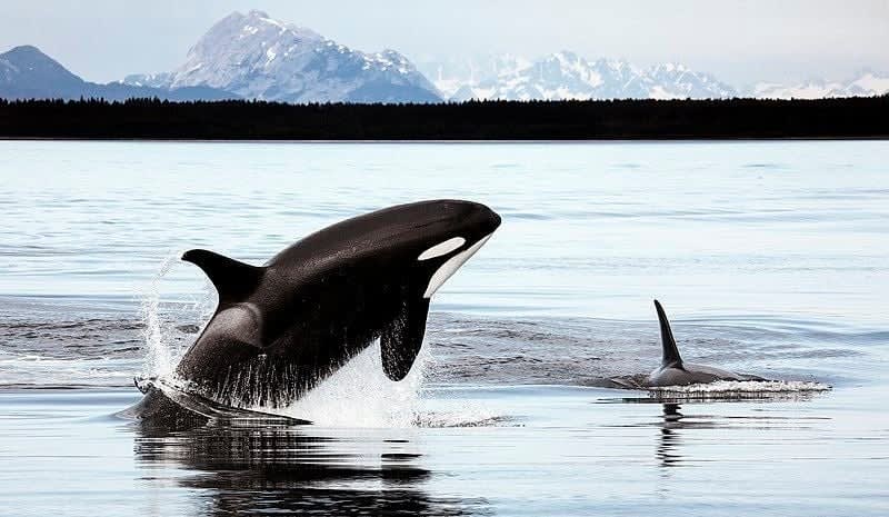 As Arctic Sea Ice Retreats, Orcas Are on the Move, Spurring Changes in the Food Chain