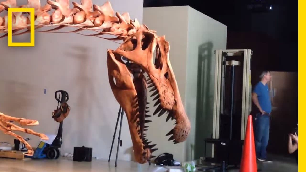 Spinosaurus Exhibit Time-Lapse | National Geographic