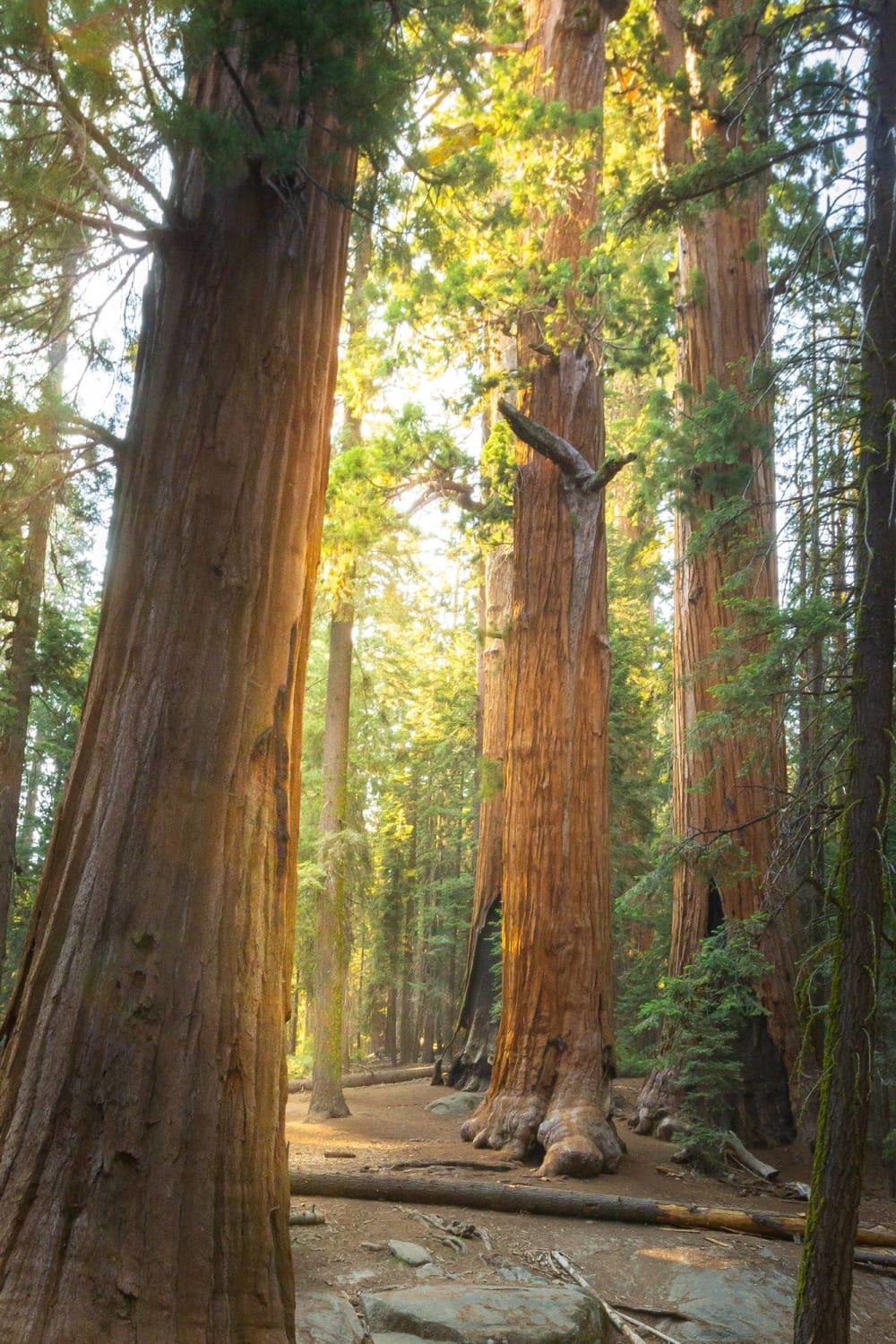 Sequoia National Park, CA, USA