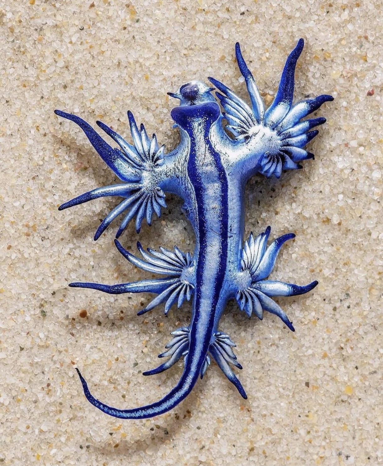 Blue Glaucus is a blue sea slug that eats Man O’ Wars and has a sting that can potentially kill a human.