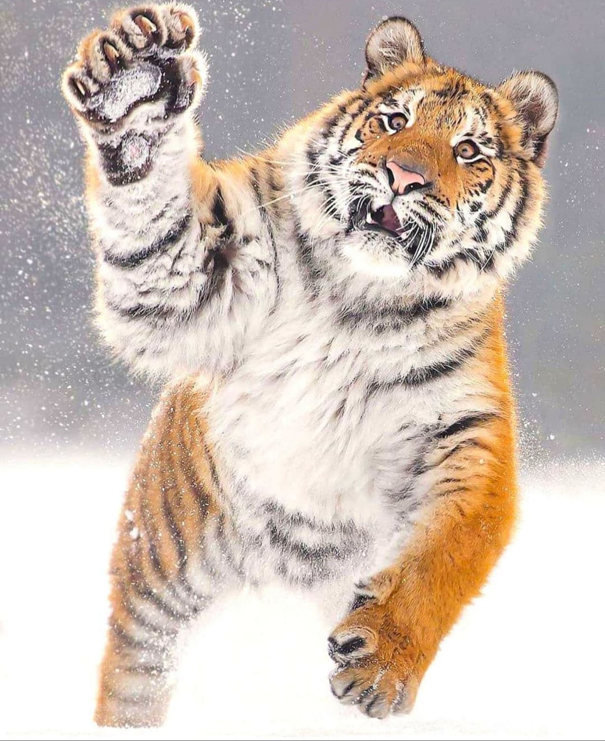 Siberian tiger enjoying some snow (x-post from r/pics)