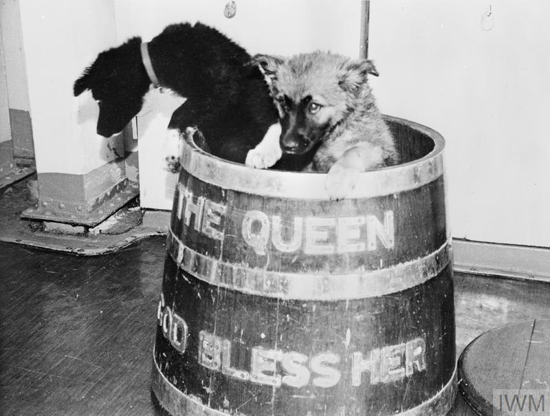 On International Dog Day, we present these rescued puppies from the volcano-stricken island Tristan Da Cunha - Tristan (right) and Cunha (left) - having a barrel of fun on board HMS Leopard. © IWM (A 34555)
