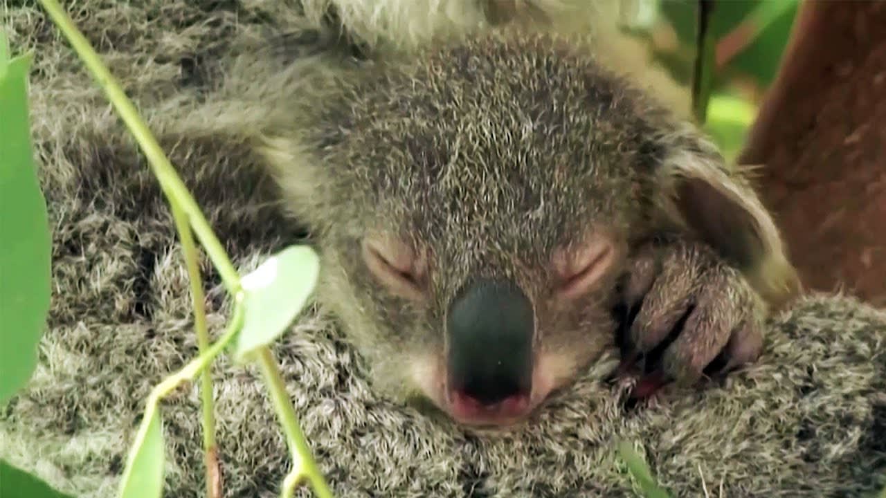 Australia Says Koalas Endangered Due to Fires and Disease