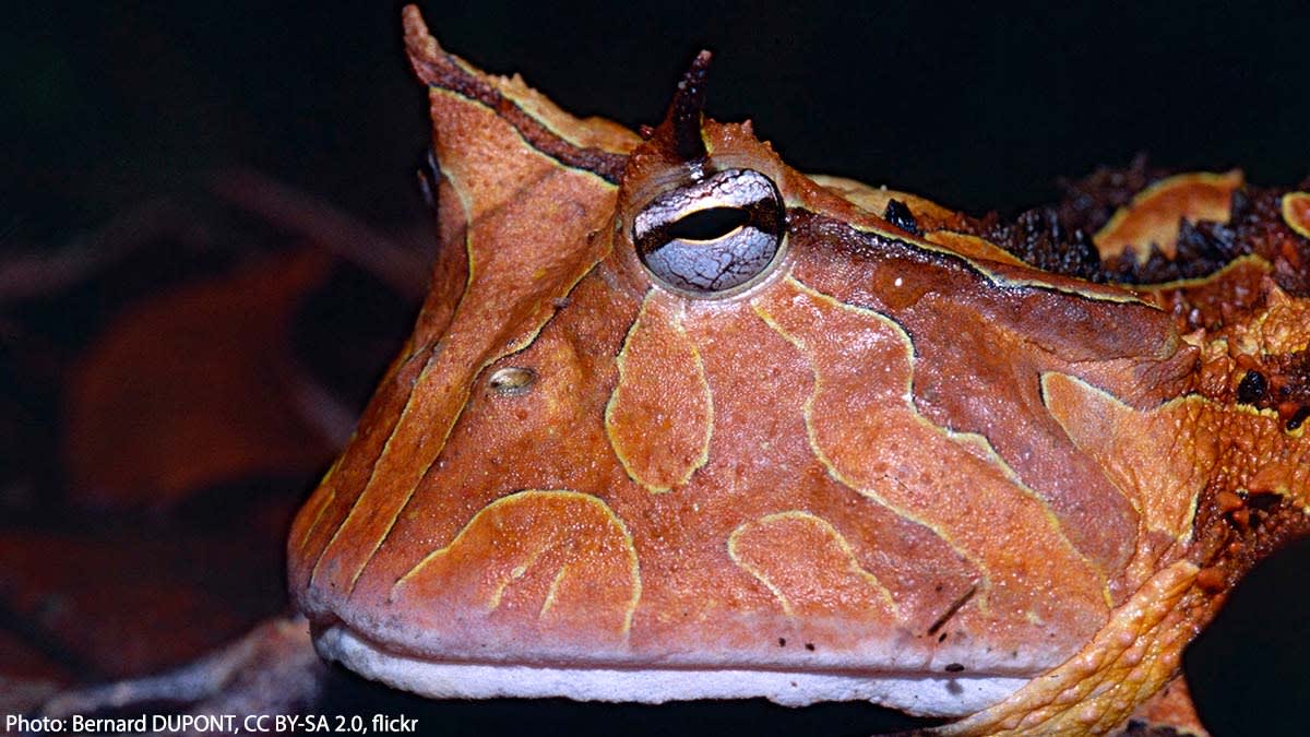 Think you have a big mouth? The Amazon horned frog’s mouth is said to be 1.5x wider than its body length—& it may try to eat anything that fits inside. The “horns” above its eyes & its cryptic coloration aid it in ambushing unsuspecting prey like mice, fish, & smaller frogs.