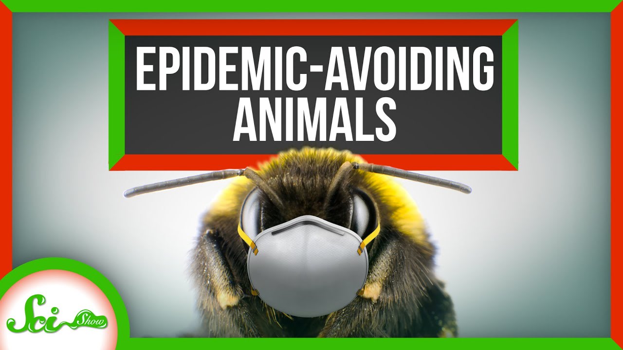 6 Ways Animals Prevent Epidemics