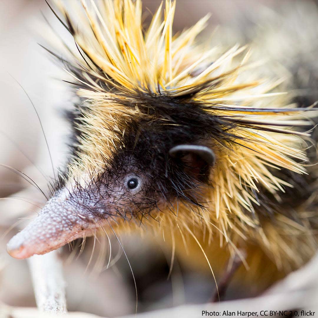 The lowland streaked tenrec's quills can be deployed to deter predators like the Malagasy ring-tailed mongoose. But the quills aren’t just armor—they can also be used for communication! By rubbing quill tips together, the animal creates a sound that’s thought to signal others.