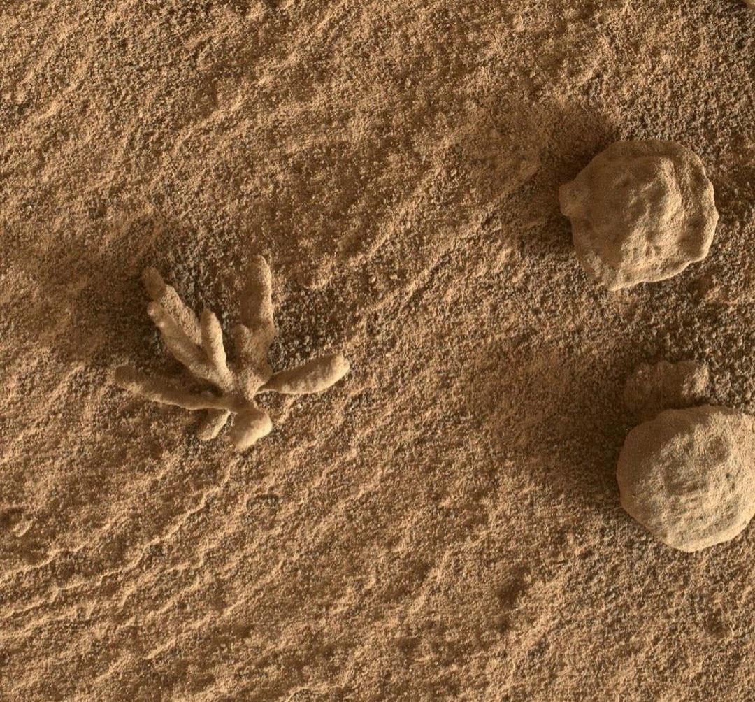Smaller than a penny, the flower-like rock artifact on the left was imaged by NASA’s Curiosity Mars rover