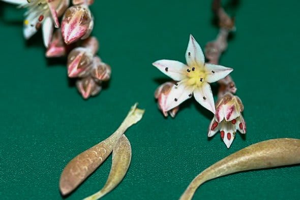 The endangered "Hendrix liveforever"—a tiny flowering succulent—is making its last stand on a few acres in Baja, MX: