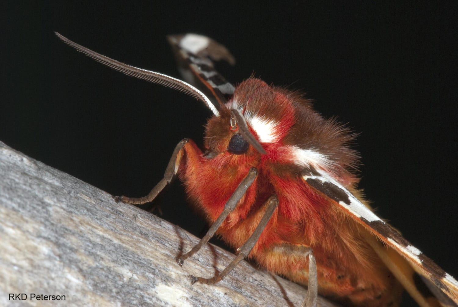 The tiger moth (Arctia caja) is able to jam echolocation used by predatory bats by making sounds with their wings. This will prevent the bat from "seeing" the moth. Very clever!